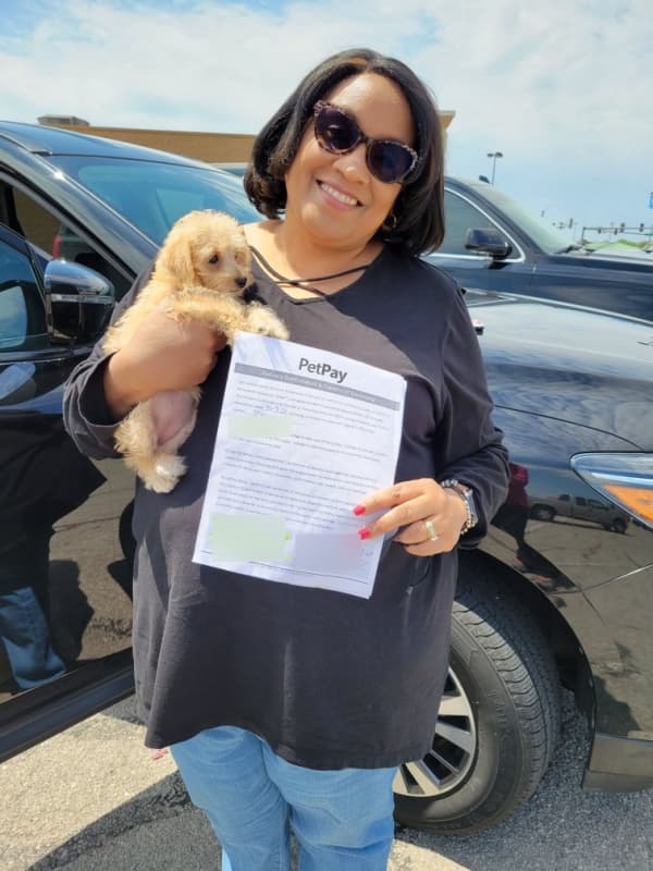 Customer photo of Schnoodle puppy from Cathy D.