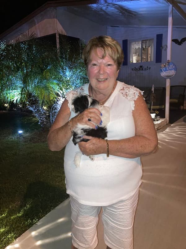 Customer photo of Shih Tzu puppy from Jeanette B.