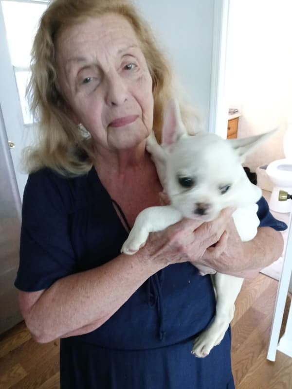 Customer photo of French Bulldog puppy from Anne M.