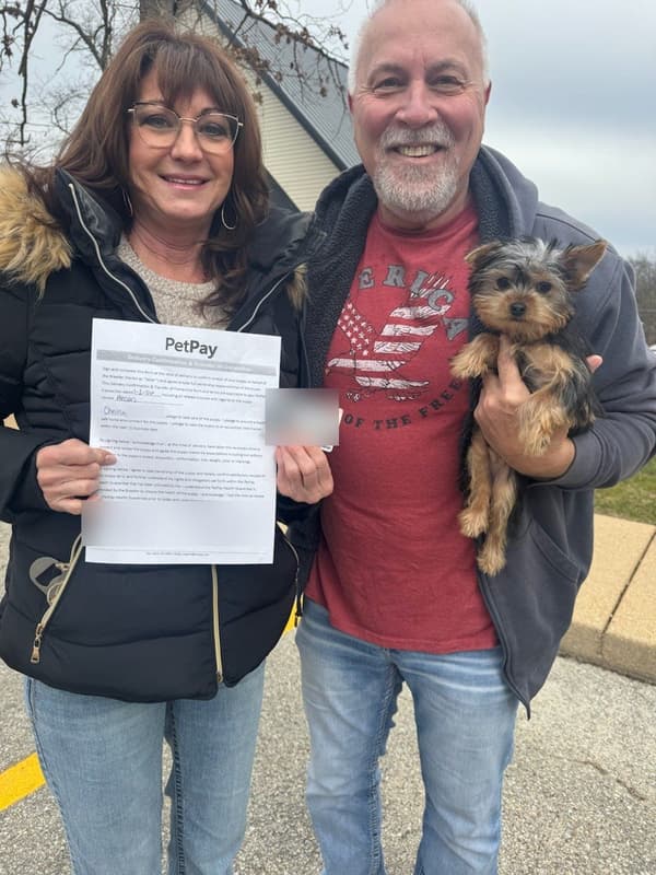 Customer photo of Yorkshire Terrier - Yorkie puppy from Chrissy W.