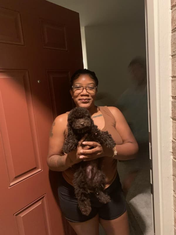 Customer photo of Poodle, Miniature puppy from Dalisha A.