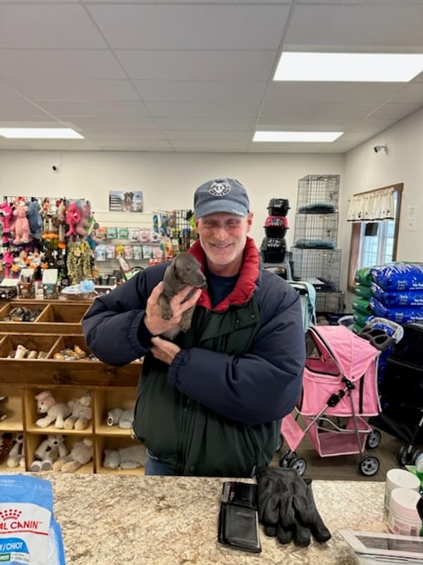 Customer photo of Dachshund, Mini puppy from Glenn B.