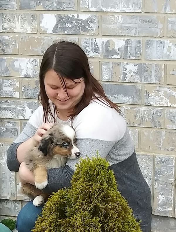 Customer photo of Miniature Australian Shepherd puppy from Katy B.