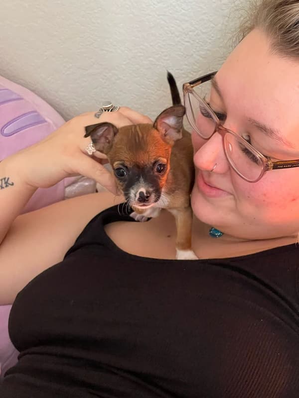 Customer photo of Chihuahua puppy from Kathleen K.