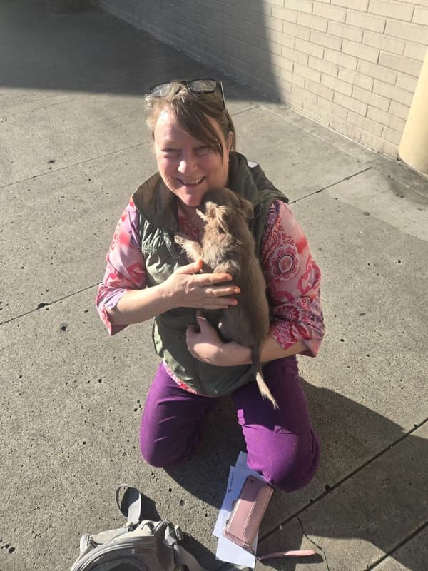 Customer photo of Chihuahua puppy from Lisa G.
