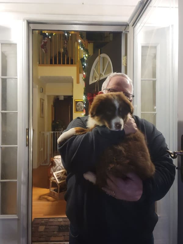 Customer photo of Australian Shepherd puppy from MaryJean H.