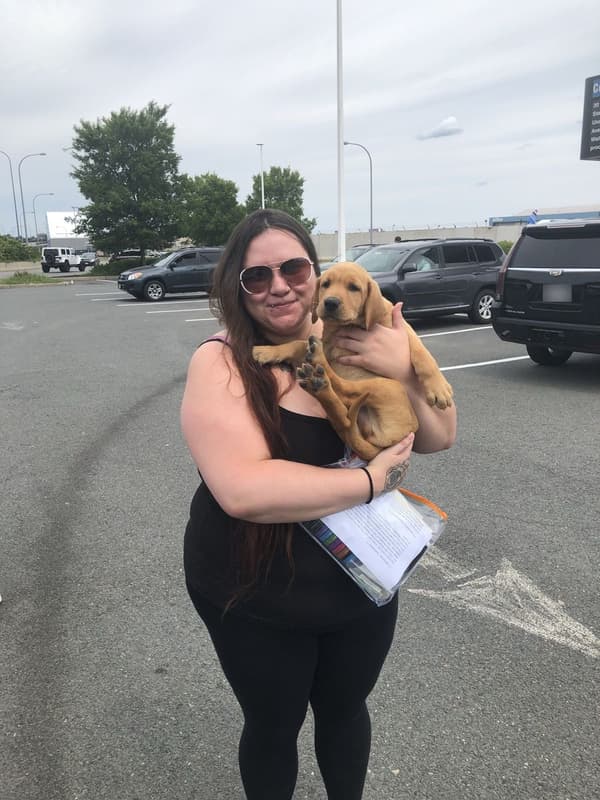 Customer photo of Labrador Retriever puppy from Kamalea J.