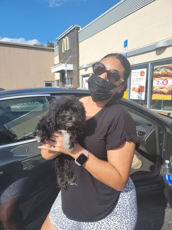 Customer photo of Cockapoo puppy from Andrea H.