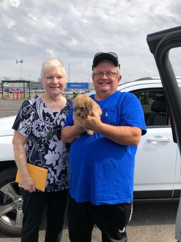 Customer photo of Poodle, Toy puppy from Linda M.