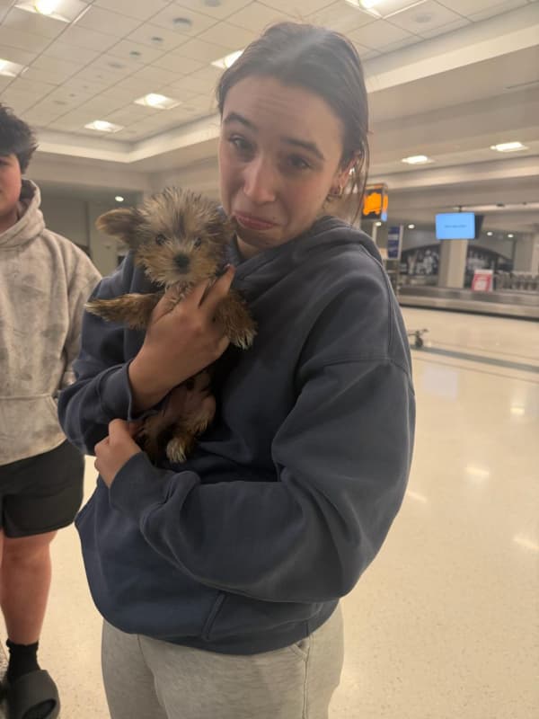 Customer photo of Yorkshire Terrier - Yorkie puppy from Celeste M.