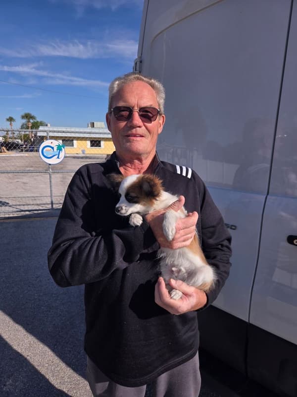 Customer photo of Papillon puppy from Mark S.