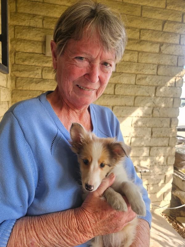Customer photo of Shetland Sheepdog - Sheltie puppy from Linda H.