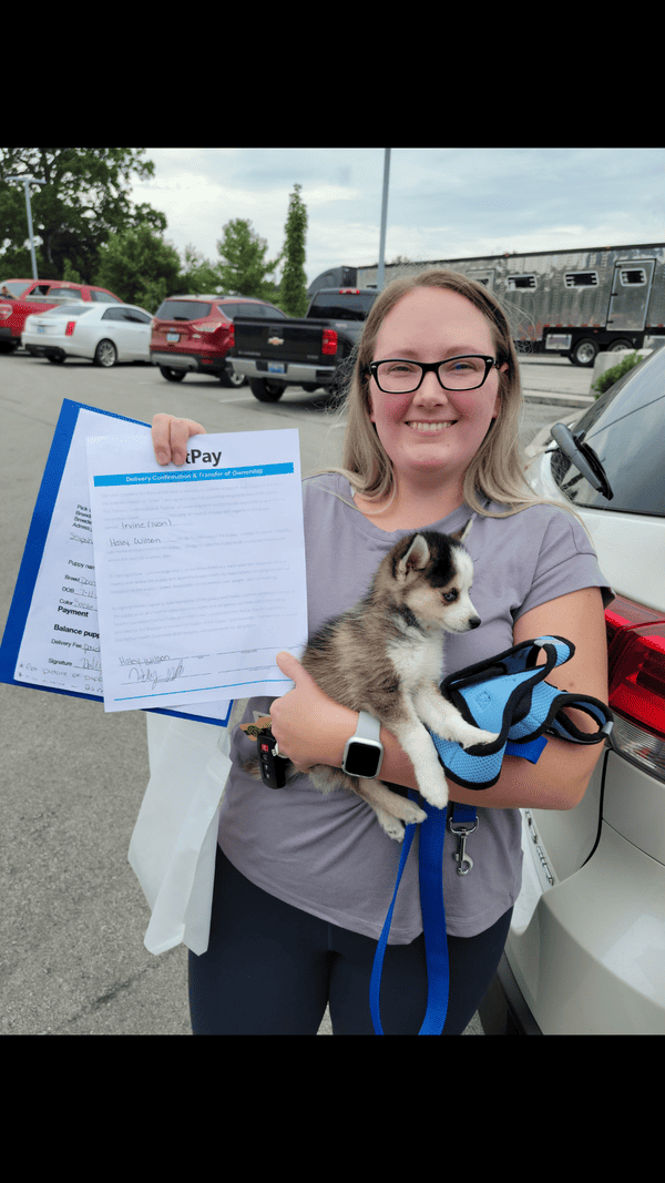 Customer photo of Pomsky puppy from Haley W.