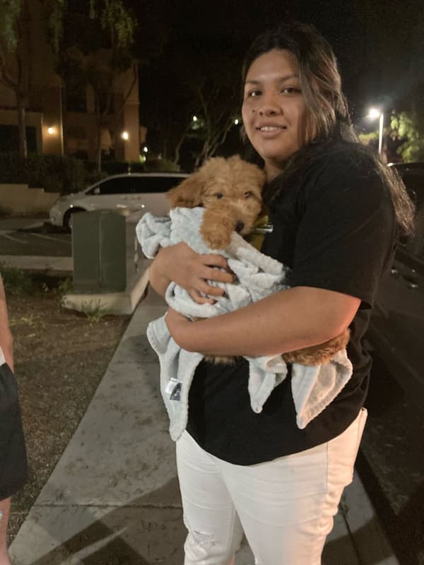 Customer photo of Goldendoodle, Mini puppy from Erika B.
