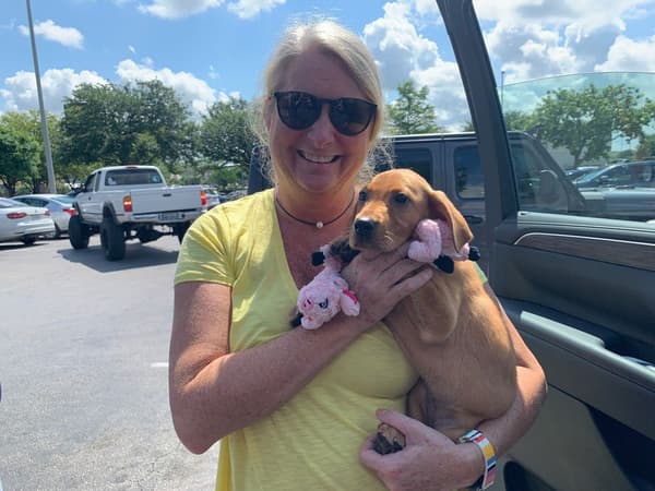 Customer photo of Labrador Retriever puppy from Tracy D.