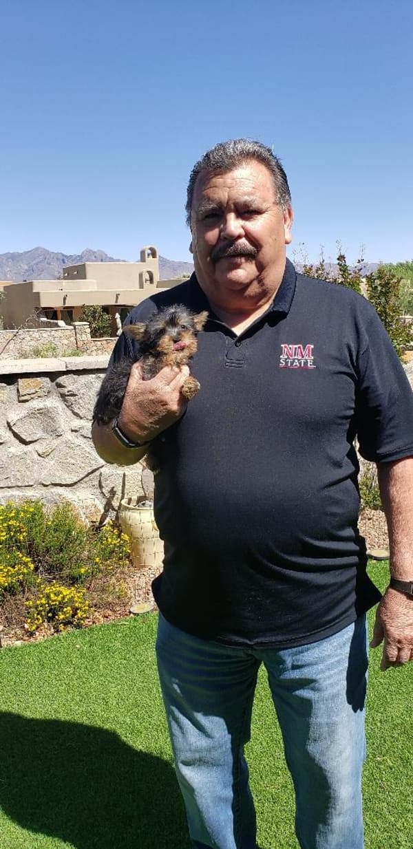 Customer photo of Yorkshire Terrier - Yorkie puppy from Robert R.