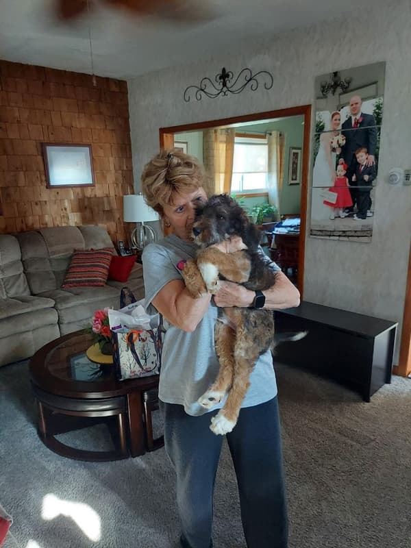 Customer photo of Bernedoodle puppy from Calvin P.