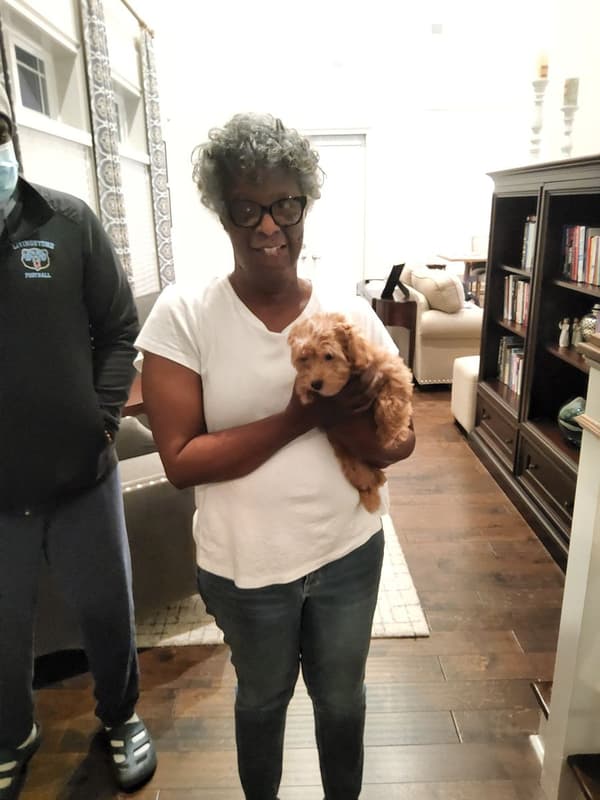 Customer photo of Malti Poo - Maltipoo puppy from Renee S.