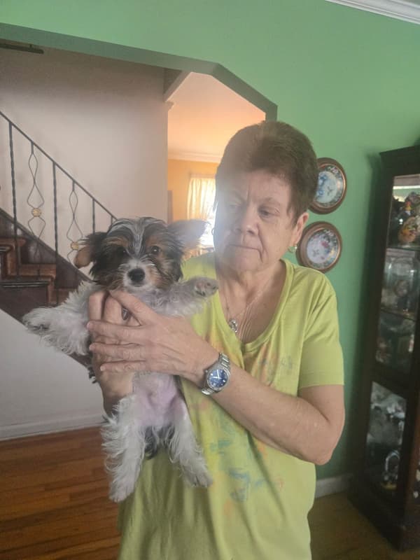 Customer photo of Yorkshire Terrier - Yorkie puppy from Donna D.