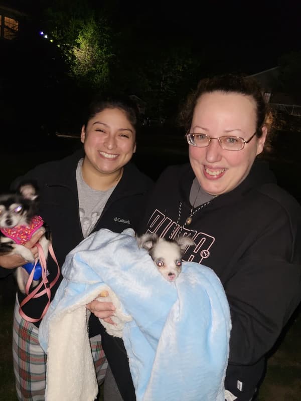 Customer photo of Chihuahua puppy from Karen R.