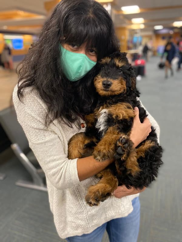 Customer photo of Bernedoodle, Mini puppy from Nicole V.