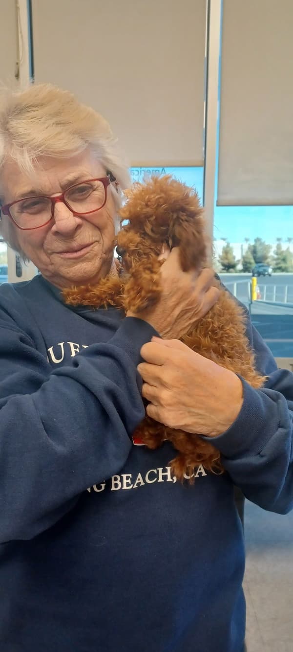 Customer photo of Poodle, Toy puppy from Solange G.