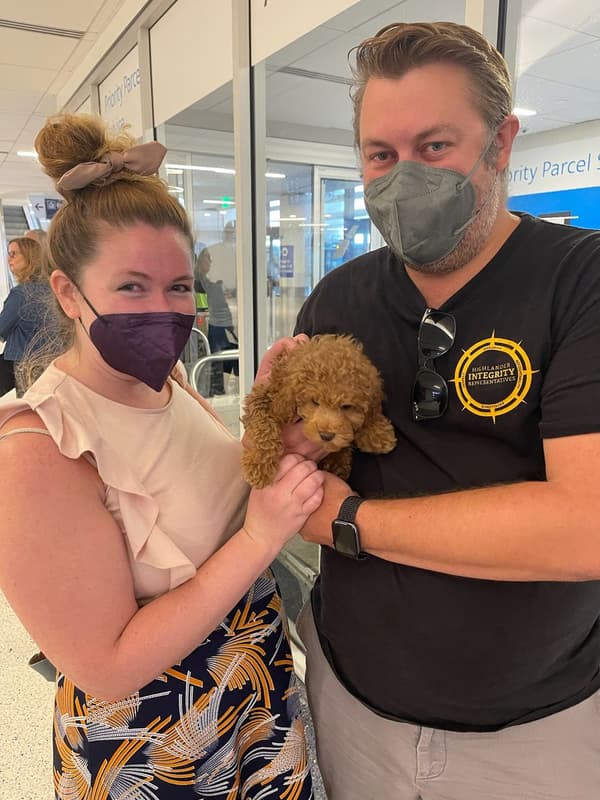 Customer photo of Poodle, Toy puppy from Graham D.