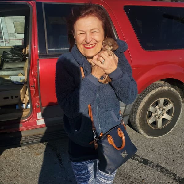 Customer photo of Chihuahua puppy from Teresa K.