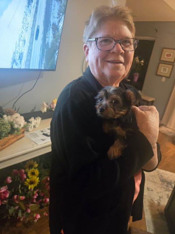 Customer photo of Silky Terrier puppy from Cynthia H.
