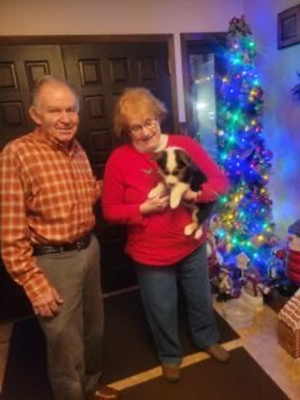Customer photo of Corgi, Pembroke Welsh puppy from Richard & Coeta F.