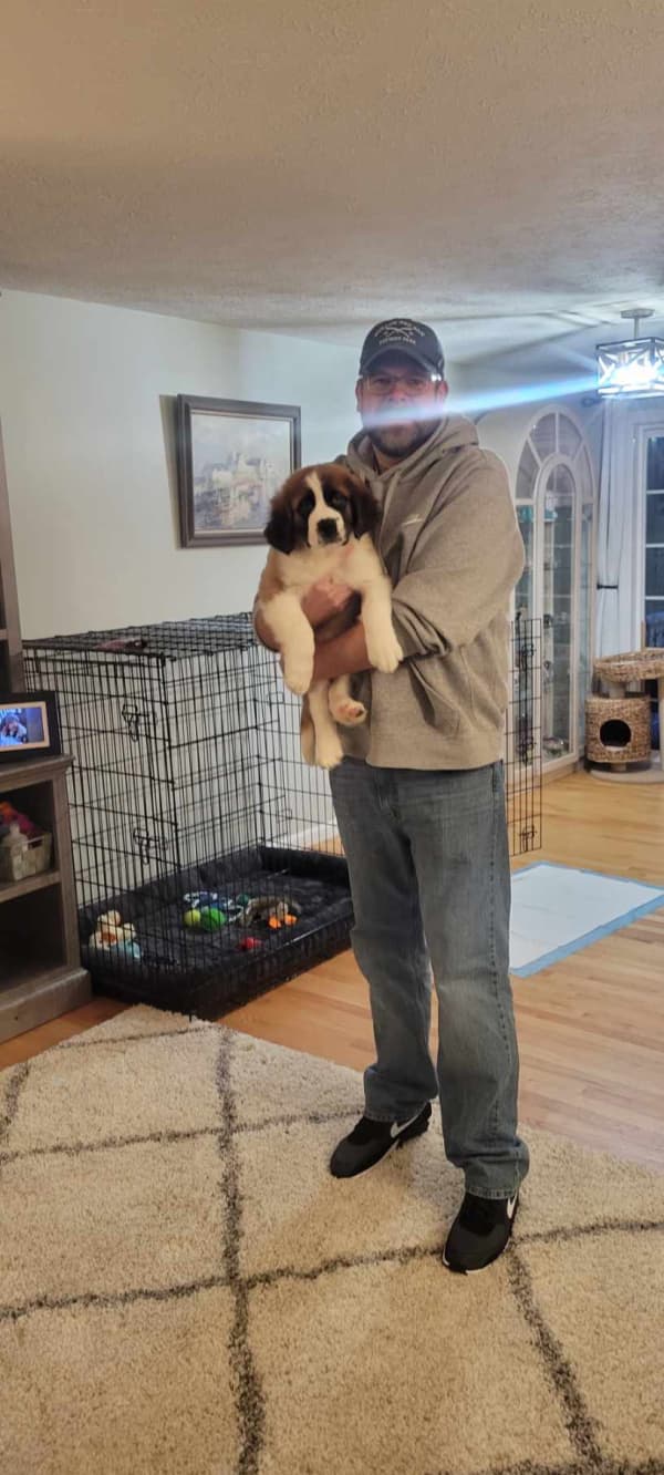 Customer photo of Saint Bernard - St. Bernard puppy from Tracey S.