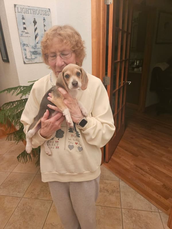 Customer photo of Beagle puppy from Pam B.