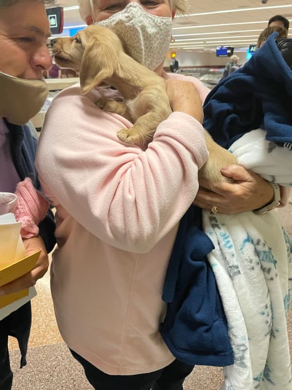 Customer photo of Dachshund, Mini puppy from John & Gail B.