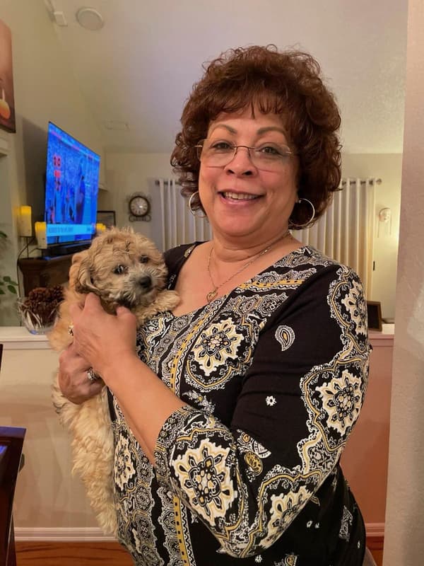 Customer photo of Shichon puppy from Sheila R.