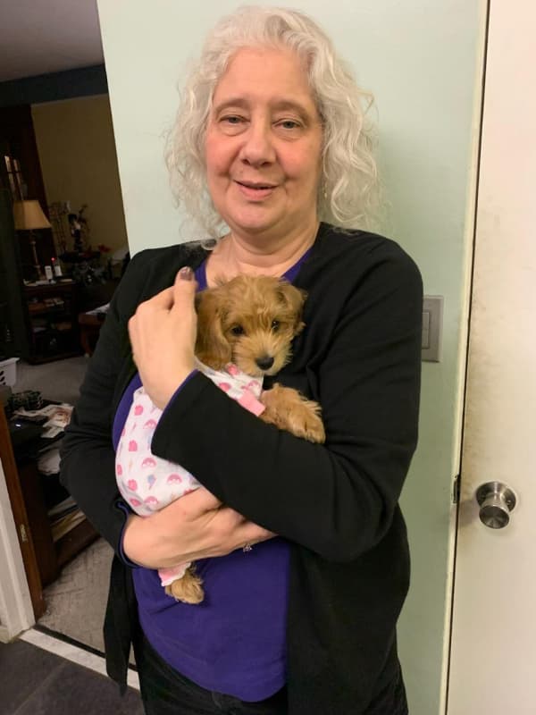 Customer photo of Schnoodle puppy from Lori F.
