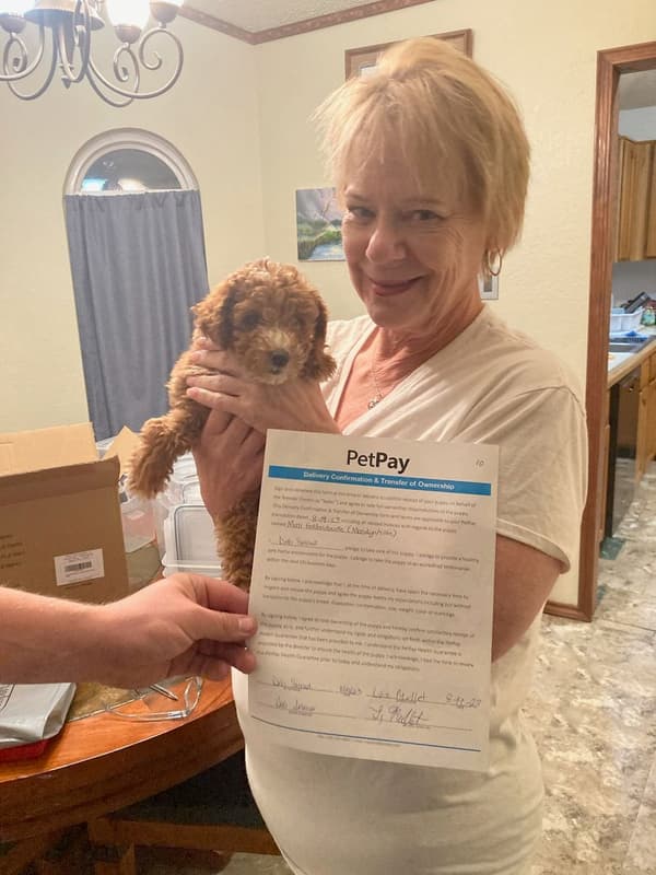 Customer photo of Goldendoodle, Mini puppy from Deb S.
