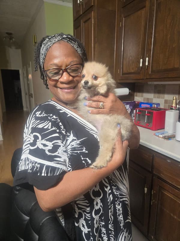 Customer photo of Pomeranian puppy from Denise W.