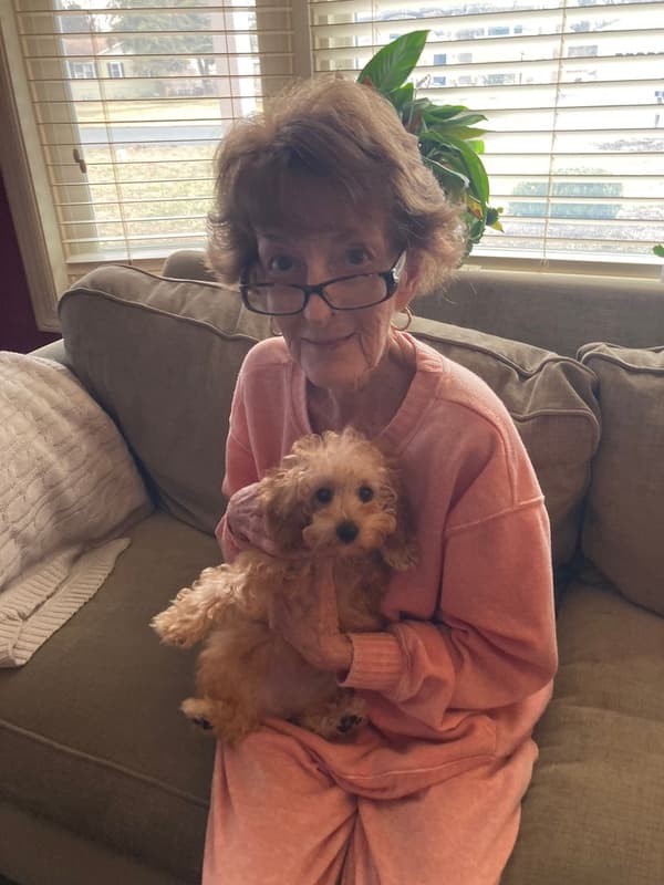 Customer photo of Poodle, Miniature puppy from Margaret S.