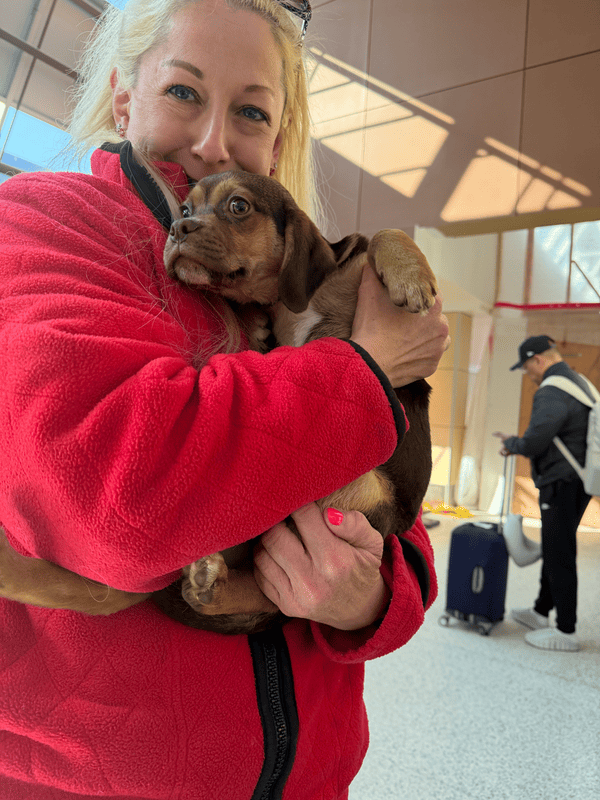 Customer photo of Puggle puppy from Megean S.