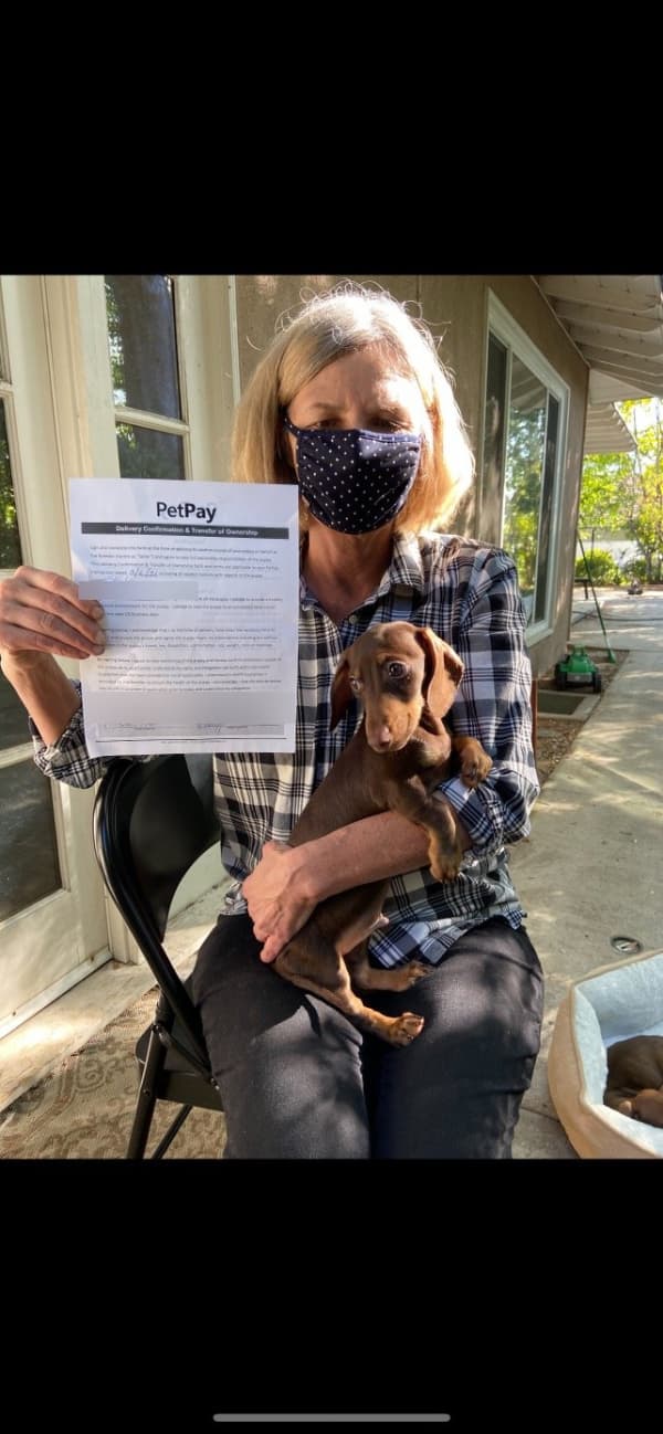 Customer photo of Dachshund, Mini puppy from Alison H. 