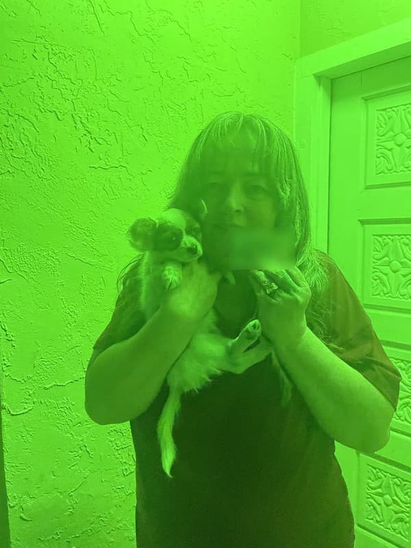 Customer photo of Papillon puppy from Heidi Q.