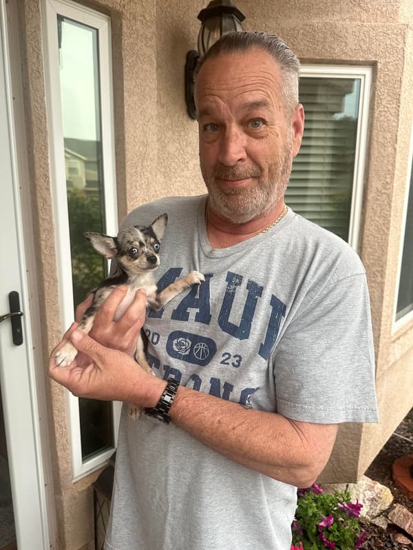 Customer photo of Chihuahua puppy from Guy J.