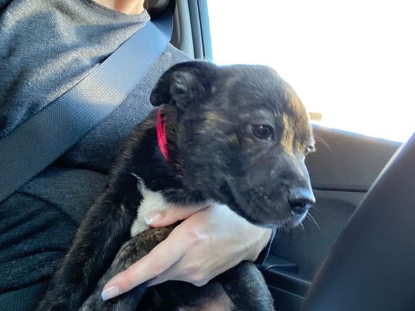 Customer photo of Mixed/Other puppy from Tara M.