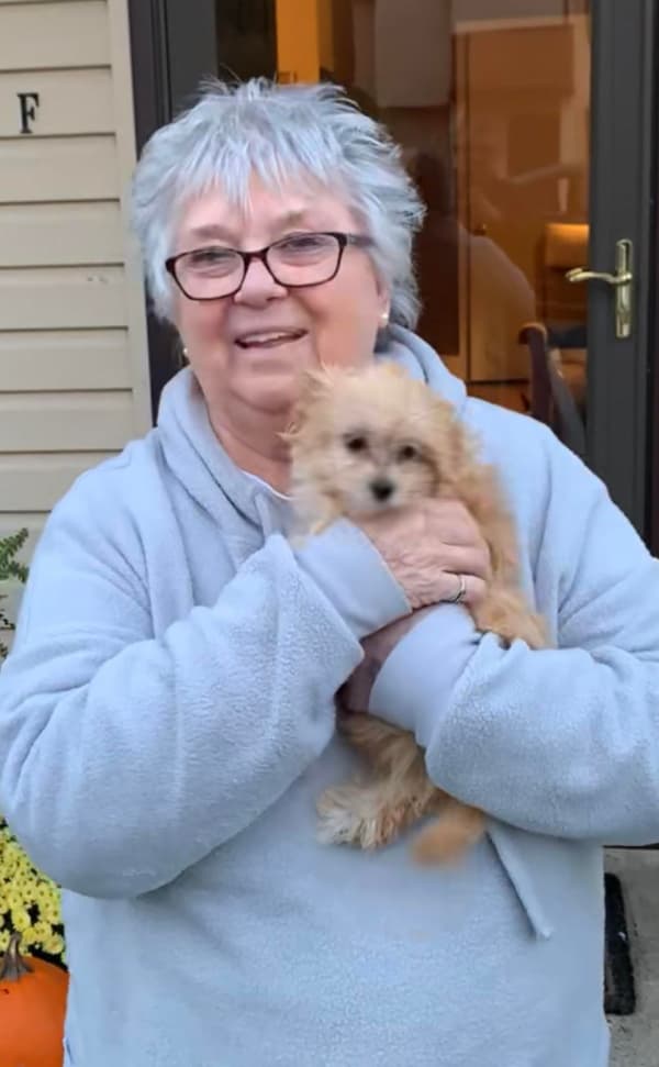 Customer photo of Shih-Poo - Shihpoo puppy from Louise G.