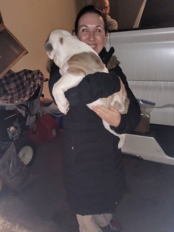 Customer photo of English Bulldog puppy from Candi L. 