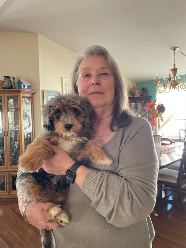 Customer photo of Bernedoodle, Mini puppy from Diana M.