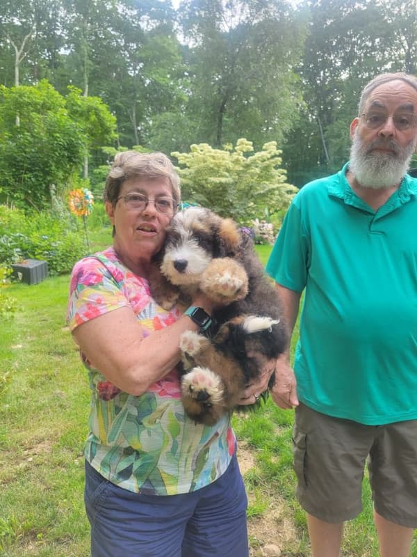 Customer photo of Bernedoodle puppy from Harriet P.