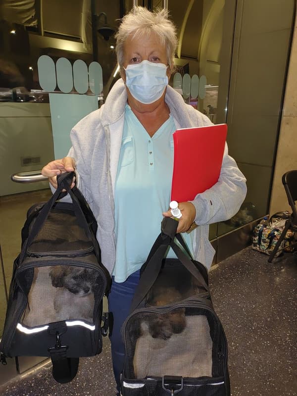 Customer photo of Havanese puppy from Lisa J.