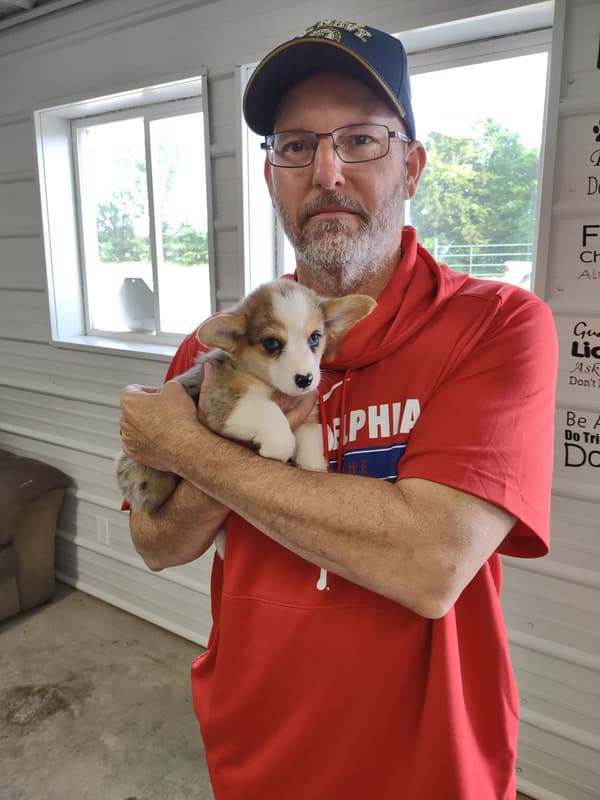 Customer photo of Corgi, American puppy from Eric & Elaine K.