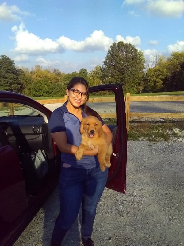 Customer photo of Golden Retriever puppy from Teresa T.